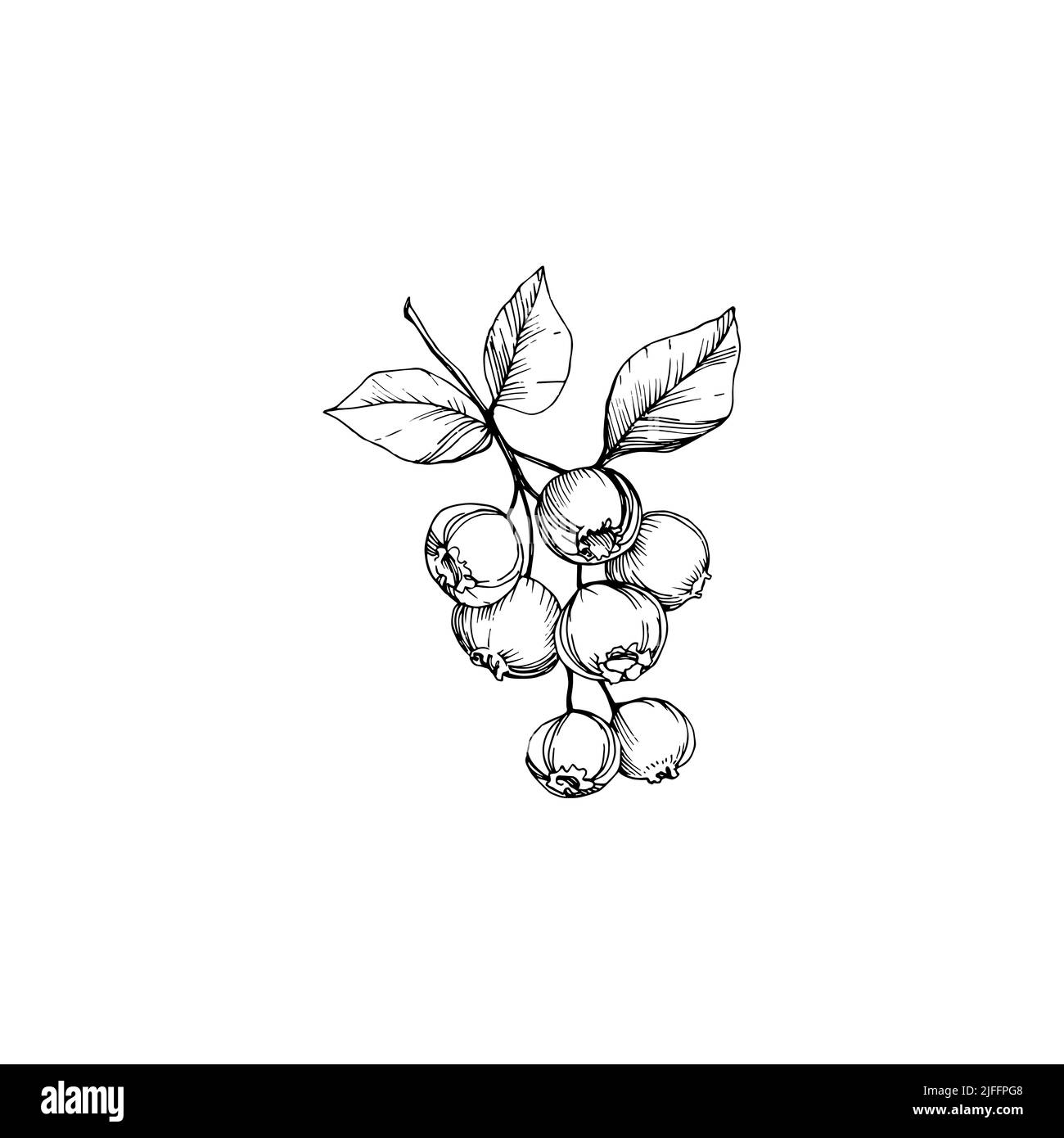 Background fresh blueberries Black and White Stock Photos & Images - Alamy