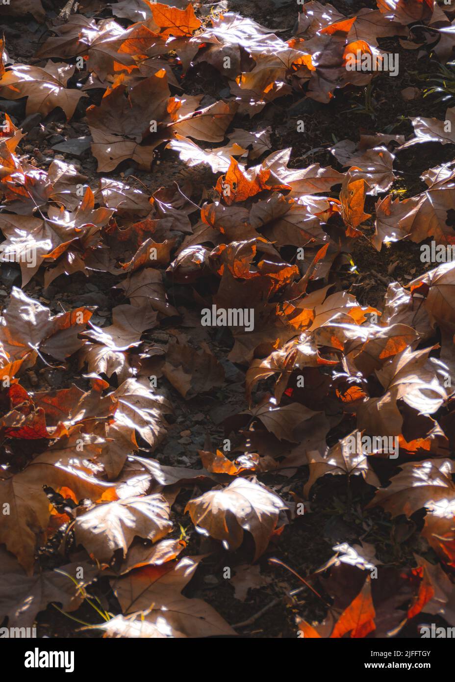 Maple leaves ground plant hi-res stock photography and images - Alamy