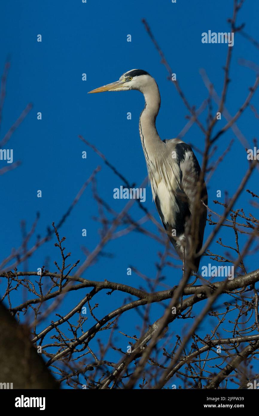 A grey heron (Ardea cinerea) perched in branches in a park in Kanagawa, Japan. Stock Photo