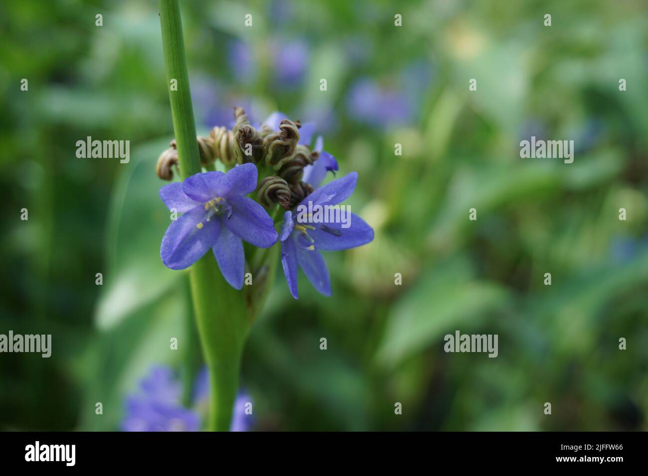 Pontederia vaginalis (heartshape false pickerelweed, oval-leafed pondweed, enceng sawang, wewehan) with a natural background. Stock Photo