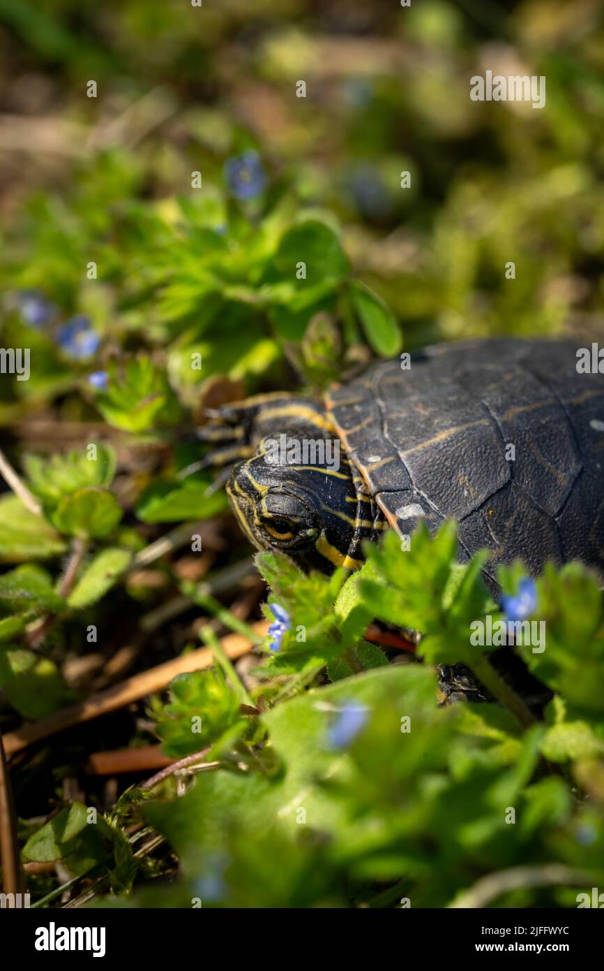 baby painted turtle amongst blue flowers Stock Photo Alamy