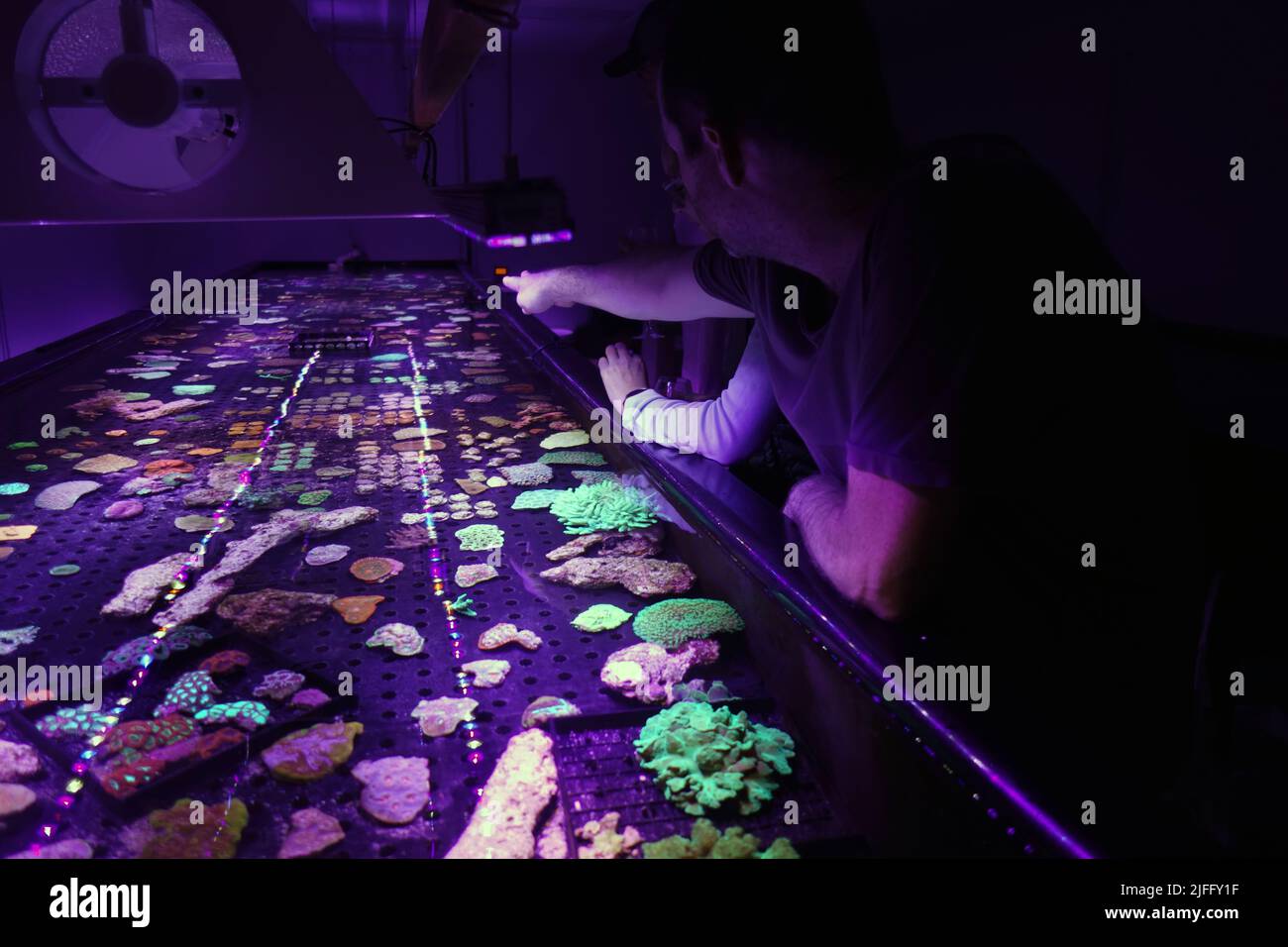 Peple viewing coral fragment growing facility with special lighting, Cairns, Queensland, Australia. No MR or PR Stock Photo