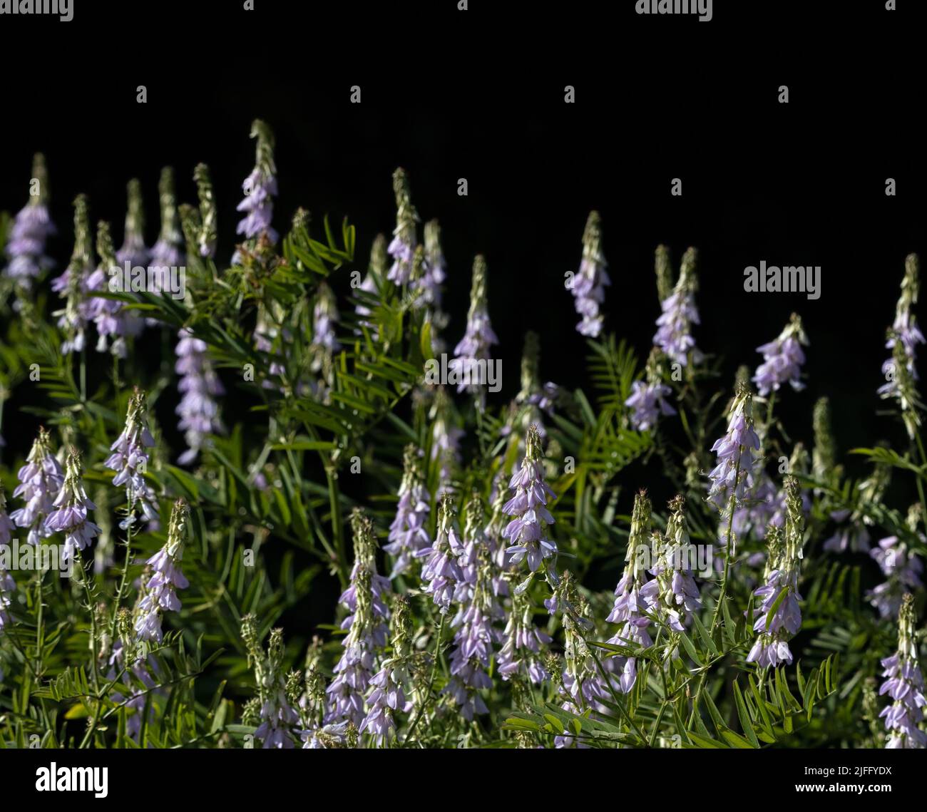 Patch of Goat's Rue flowers (Galega officinalis) growing on wasteland beside a dark hedge in summer Stock Photo