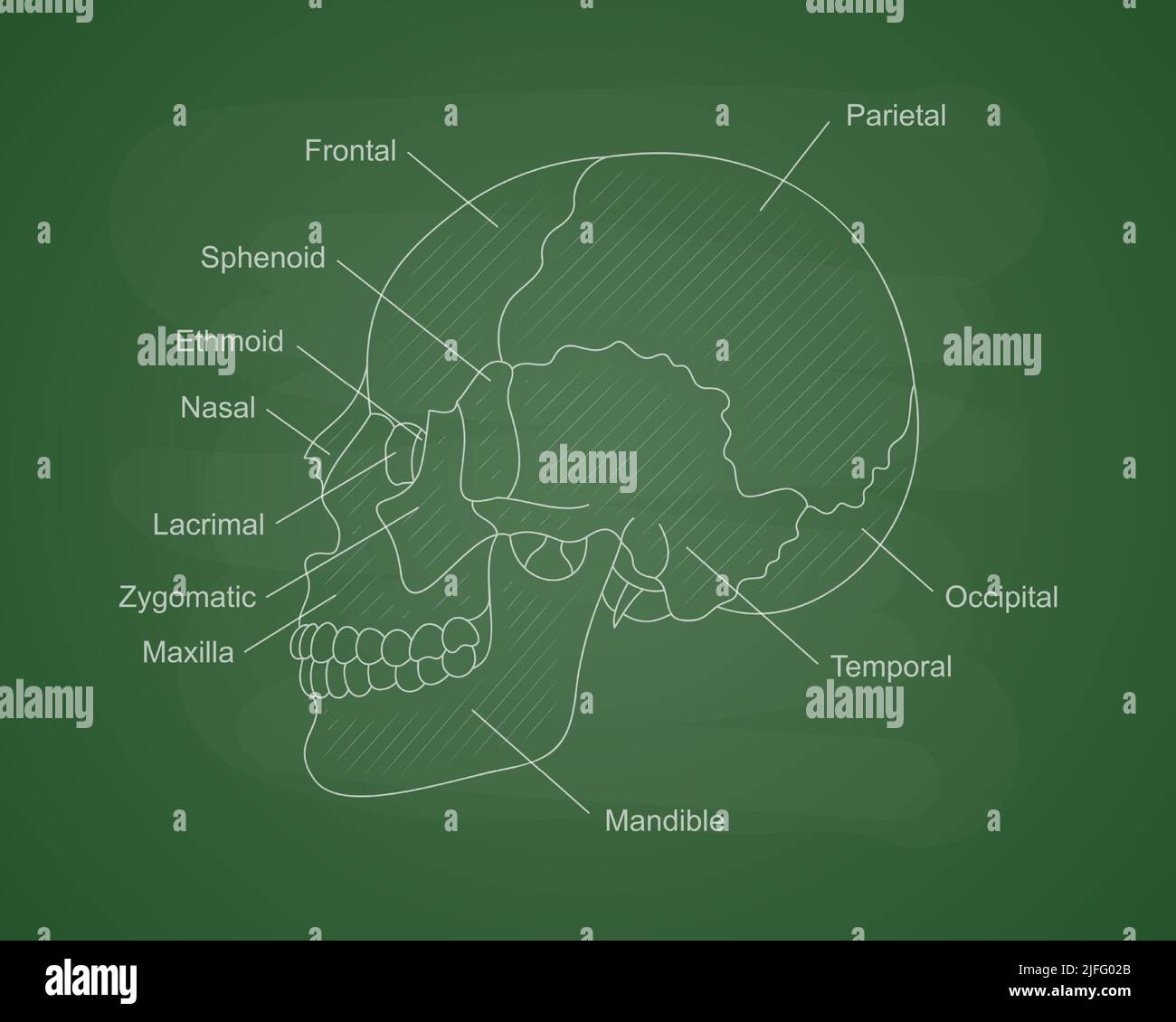 Human skull bones anatomy on a green school board. Human head diagram with bones description