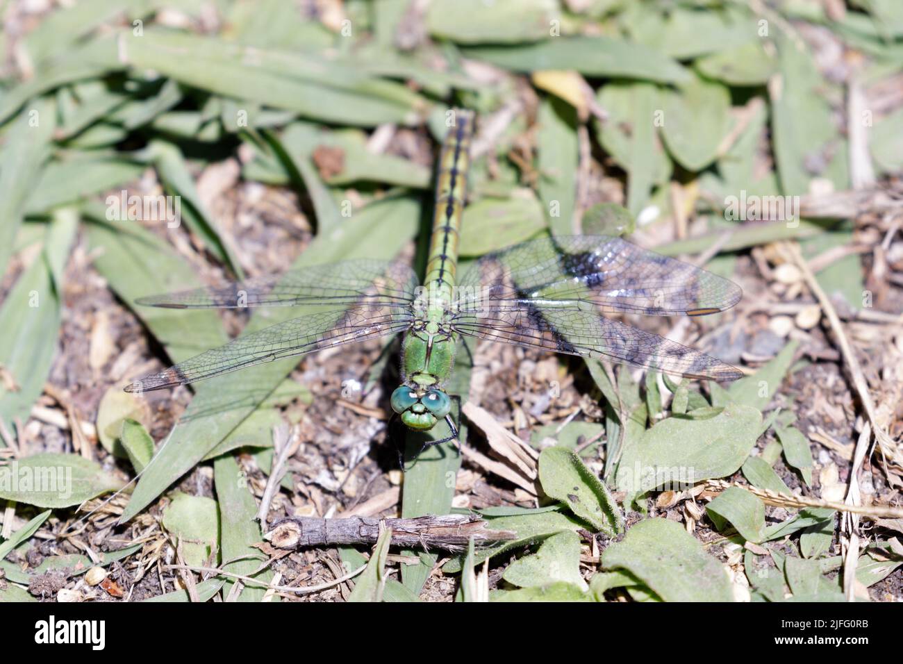 Western Pondhawk dragonfly camouflage on ground. Santa Clara County, California, USA. Stock Photo