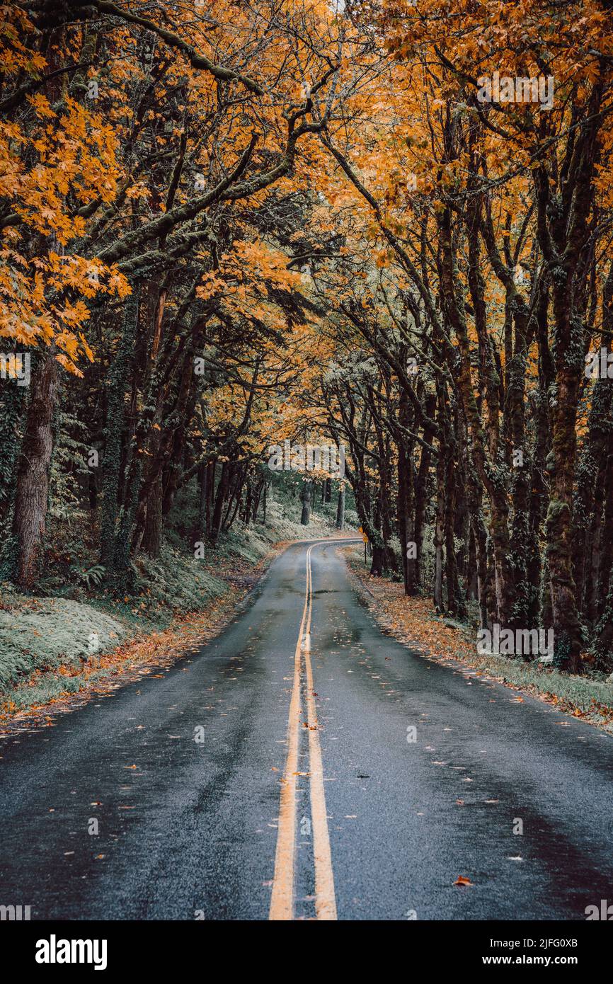 A vertical shot of an empty wet asphalt road passing through a forest ...