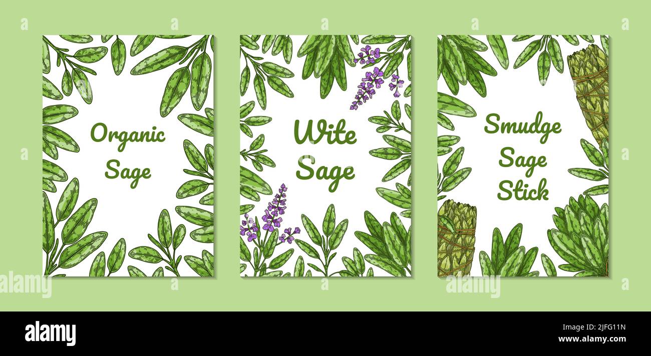 Set of colorful sage designs with green leaves, flowers, smudge stick