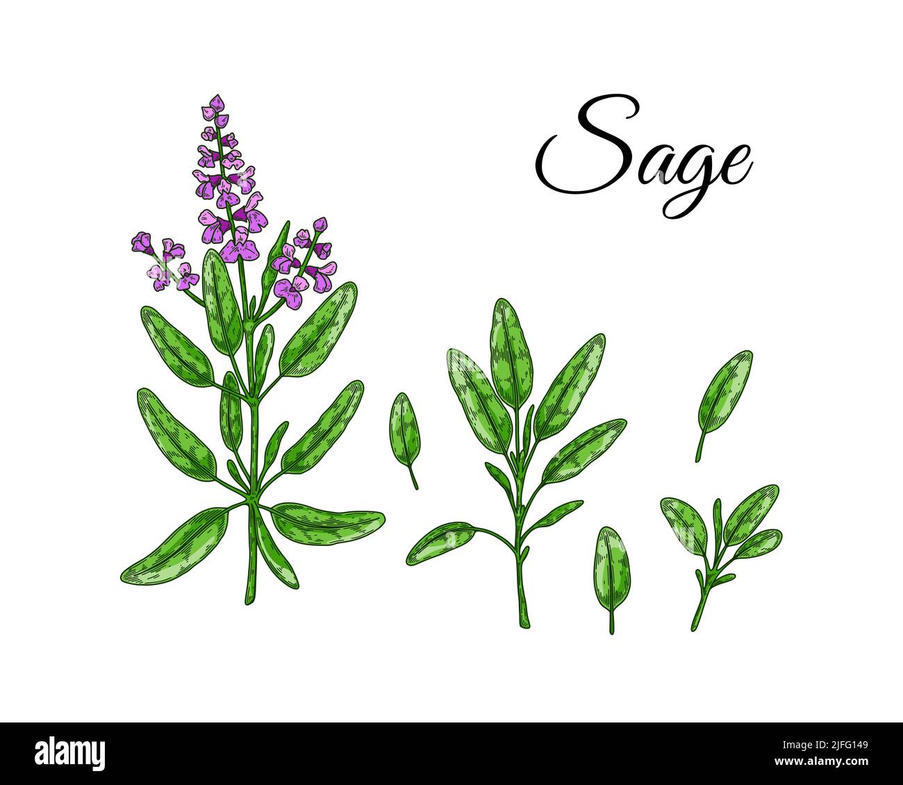 Set of sage design elements. Hand drawn greens and leaf vegetables