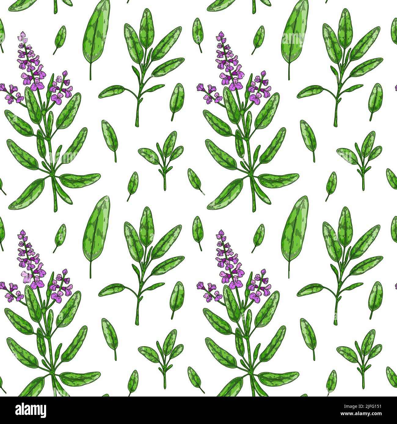 Seamless pattern with sage leaves and flowers. Hand drawn greens and leaf vegetables. Vector illustration in colored sketch style Stock Vector