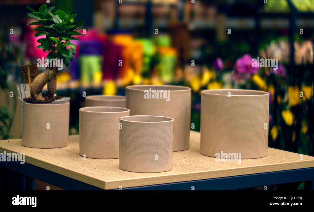 Different size sparkling plastic flower pots on supermarket shelf wiyh blured background. Row of flowerpots in shop or agricultural store Stock Photo