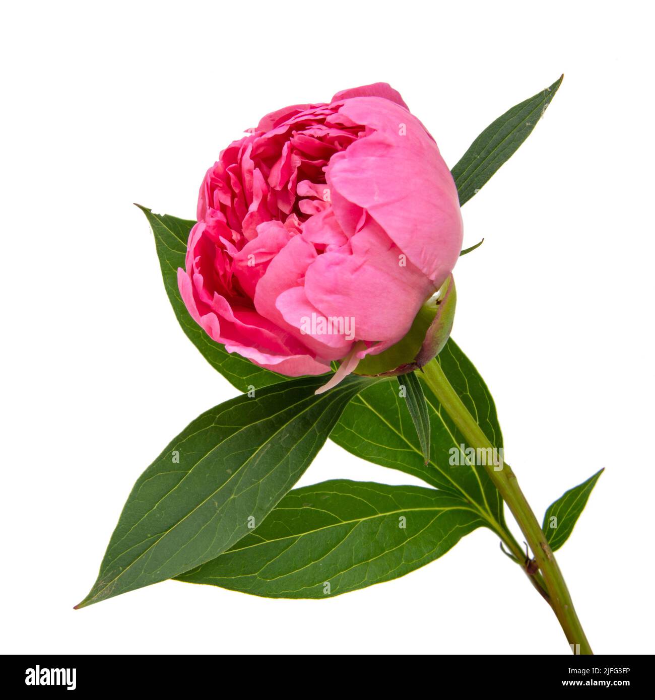 Elegant beautiful peony flower isolated on the white background Stock ...