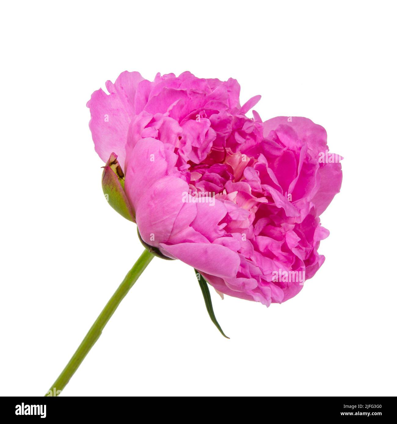 Elegant beautiful peony flower isolated on the white background Stock ...