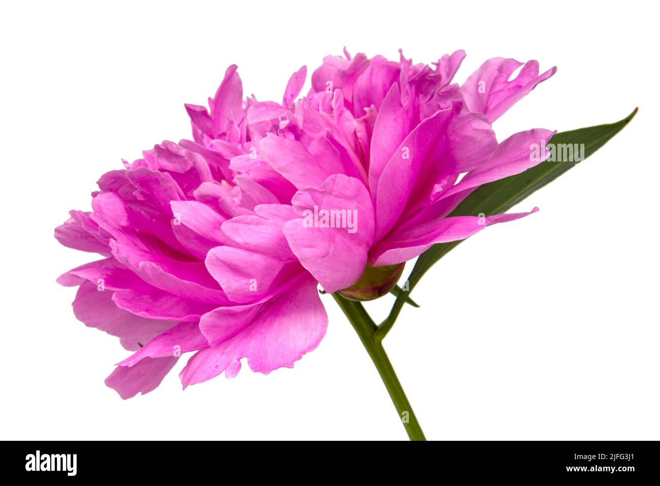 Elegant beautiful peony flower isolated on the white background Stock ...