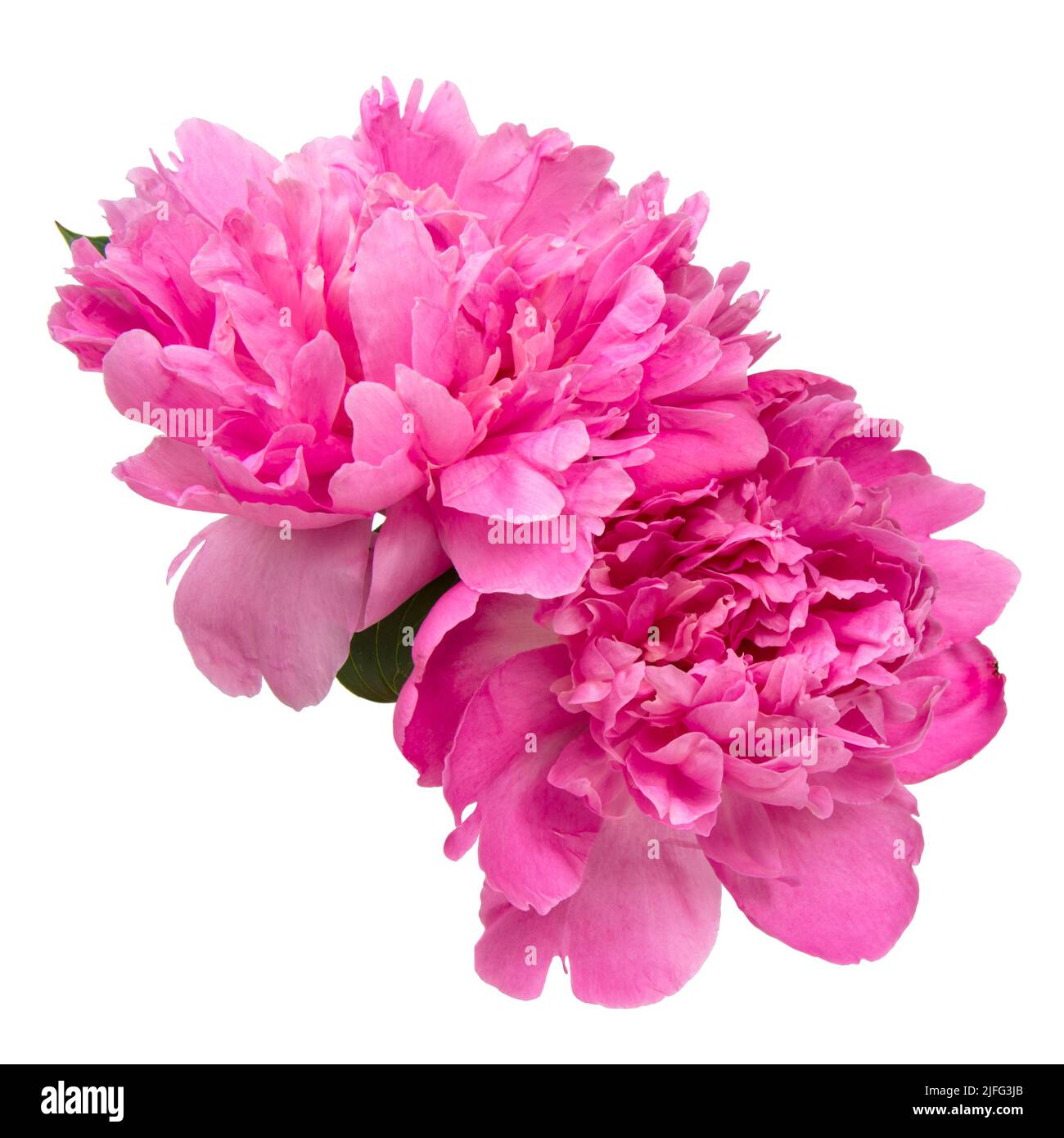 Elegant beautiful peony flower isolated on the white background Stock ...