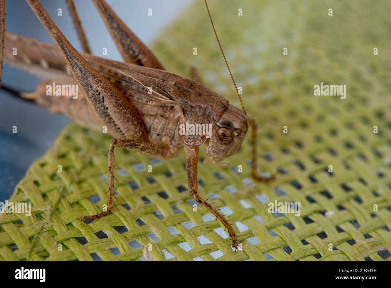 large brown Stock Photo Alamy