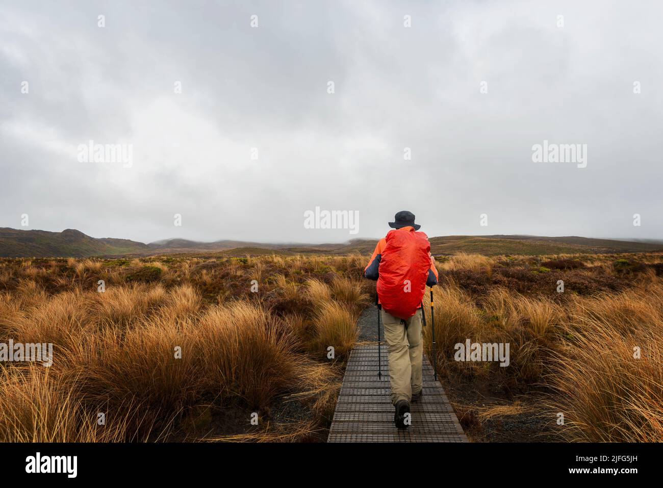 Hiking Tama Lakes track on a section of boardwalk among golden and red tussocks. Tongariro National Park. Stock Photo
