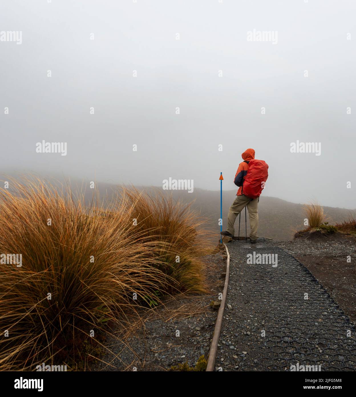 Hiking Tama Lakes track in thick fog and rain, among golden and red tussocks. Tongariro National Park.  Vertical format. Stock Photo