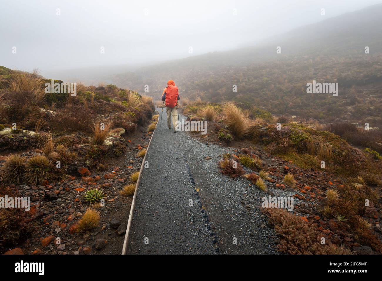 Hiking Tama Lakes track in thick fog, among golden and red tussocks. Tongariro National Park. Stock Photo