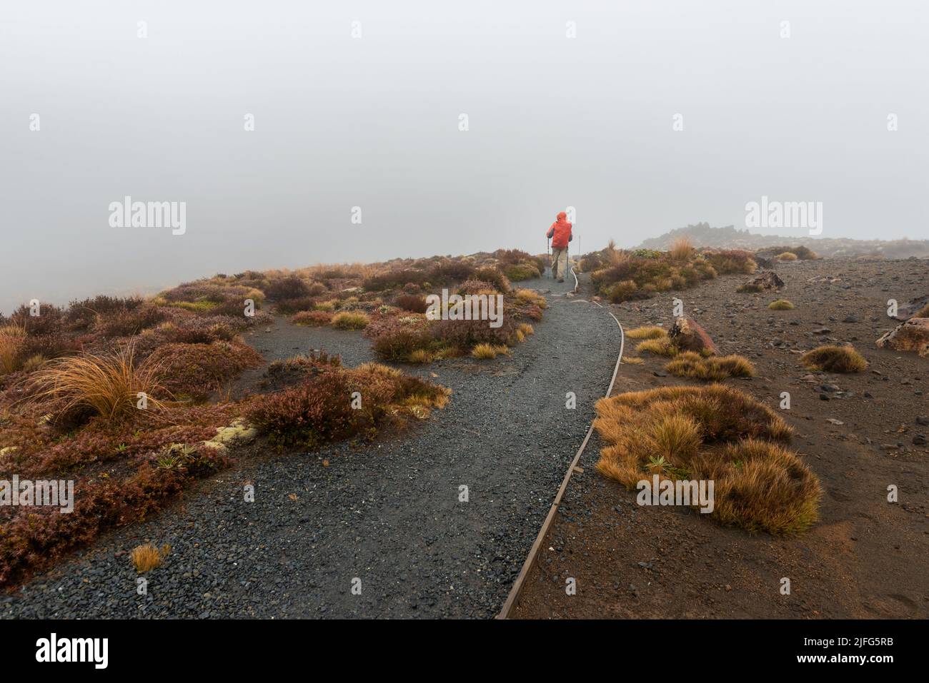 Hiking Tama Lakes track in thick fog, among golden and red tussocks. Tongariro National Park. Stock Photo