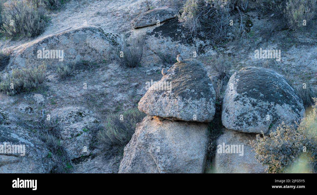 Two owls over the boulder at sunset, long shot Stock Photo