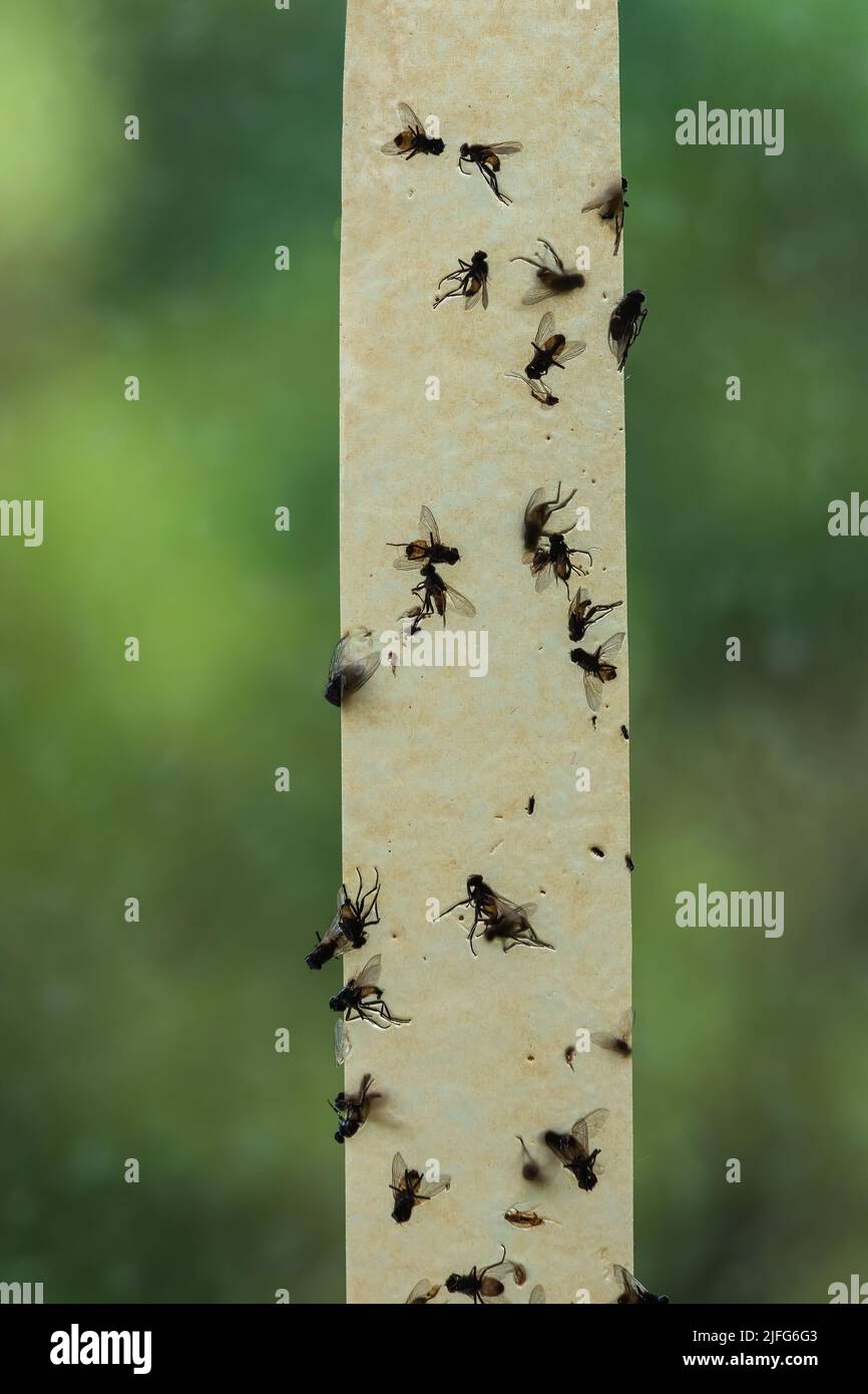 Sticky fly trap Stock Photo - Alamy