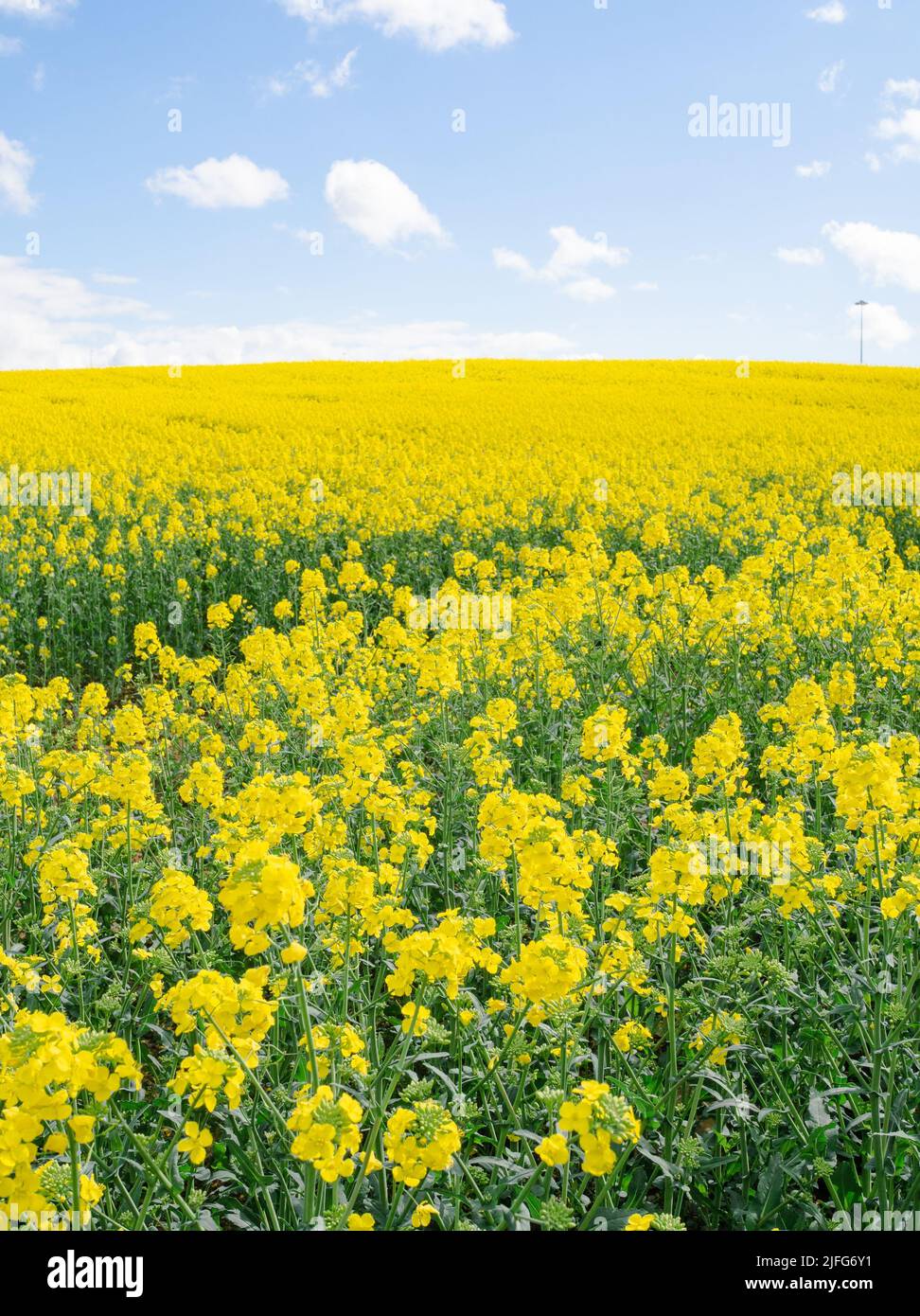 Vertical shot yellow field hi-res stock photography and images - Alamy