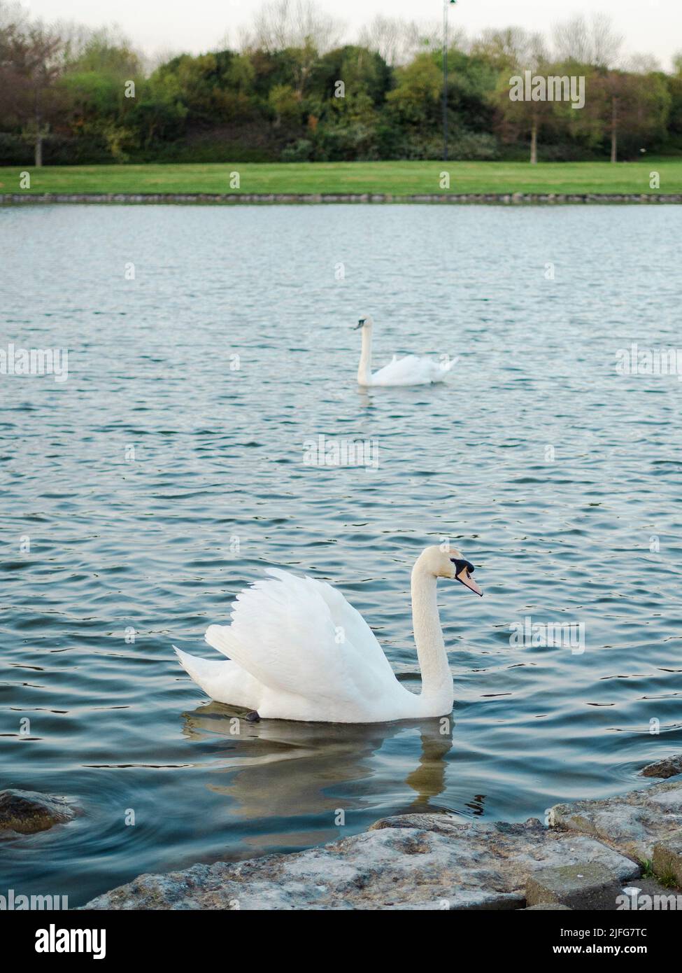 The graceful white swans floating in the lake Stock Photo - Alamy