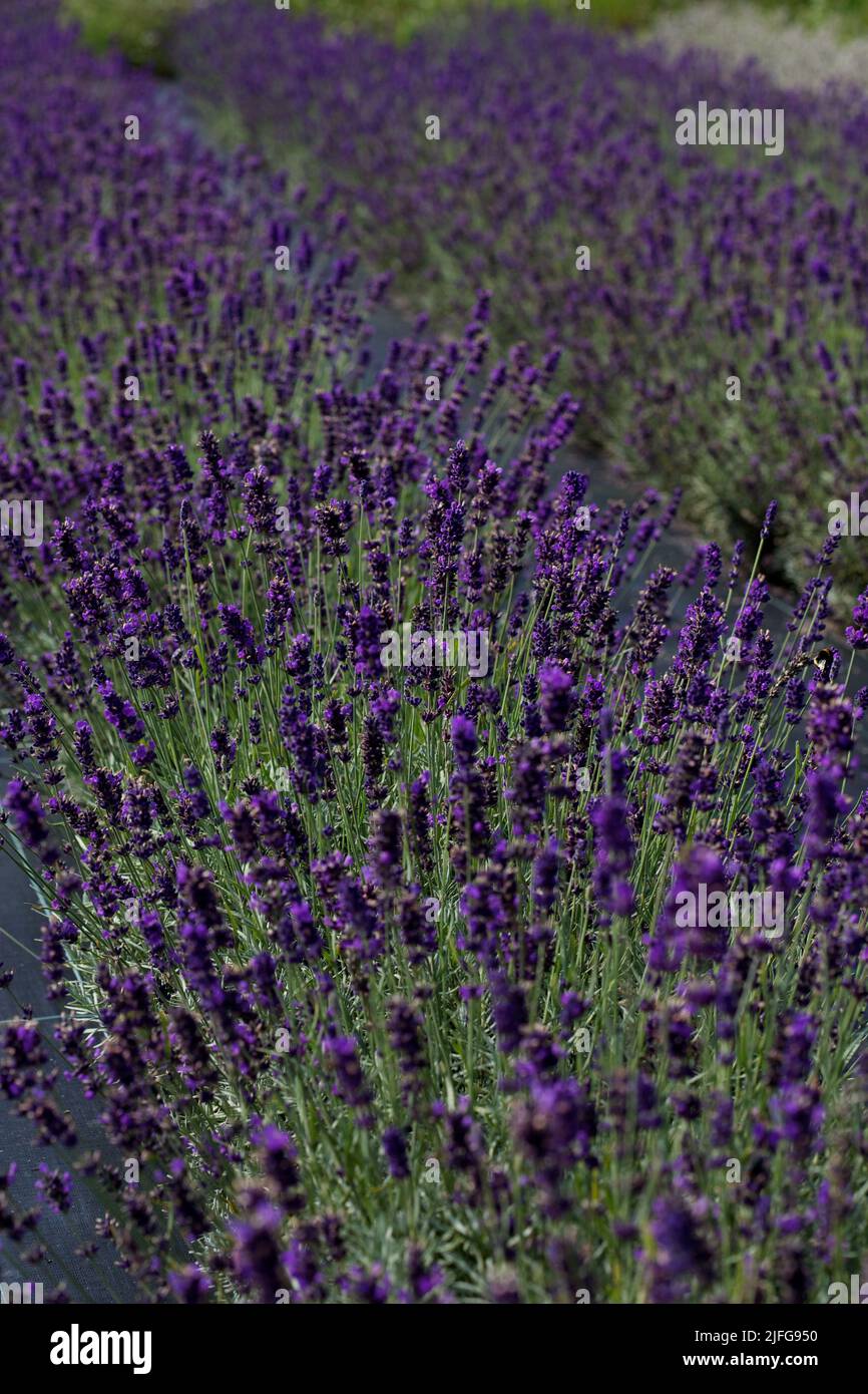 A vertical closeup shot of an aromatic lavender field in Kent county, UK Stock Photo