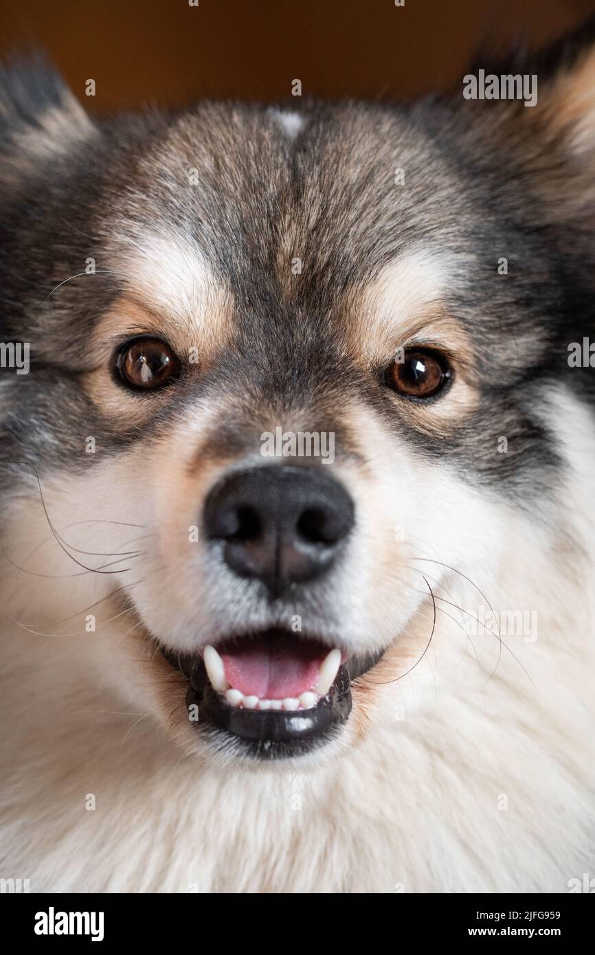 Portrait of a Finnish Lapphund dog looking happy and smiling Stock ...
