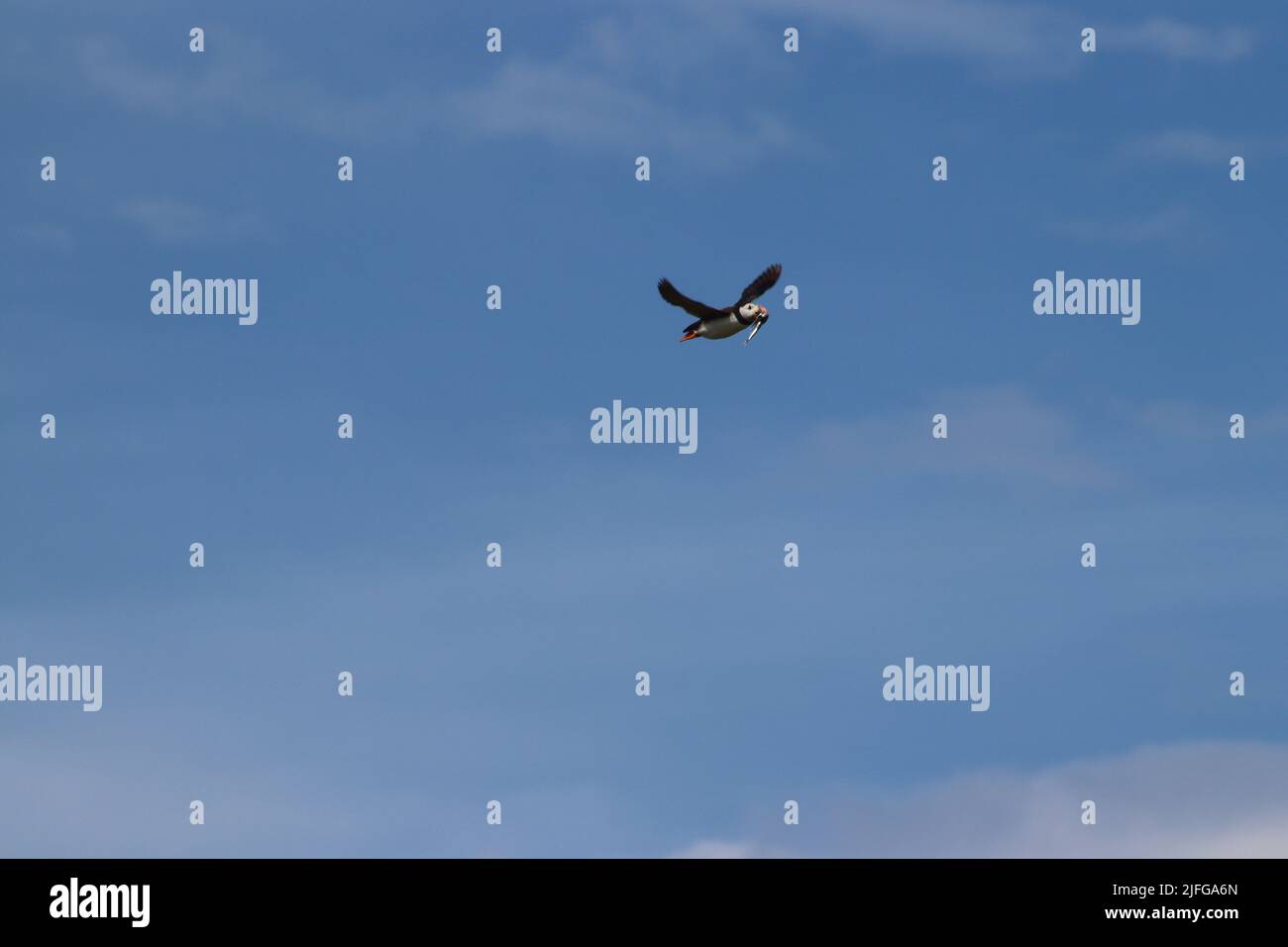 Puffin flying in blue sky Stock Photo