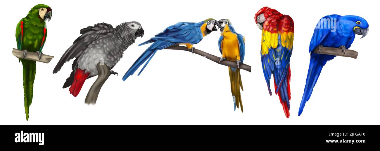 a large set of parrots. Realistic illustration of parrot species. Macaw parrots, blue macaw, Jaco and yellow-blue macaw Stock Photo
