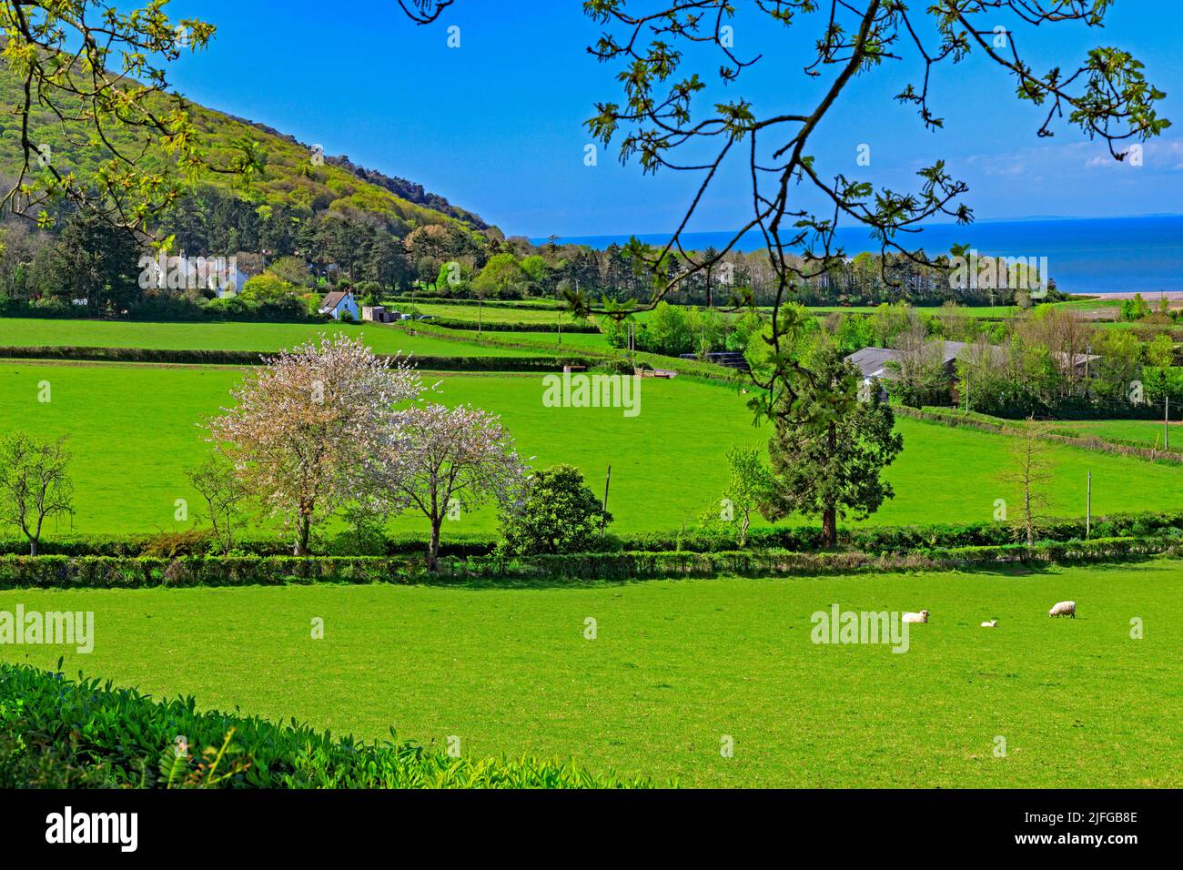A flowering cherry tree alongside the approach road to