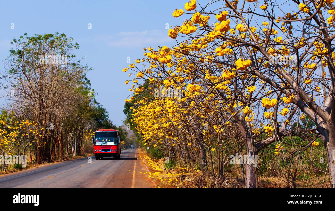 Thai local bus driving on the road that connects townships and villages in Kanchanaburi, Thailand, blooming yellow cotton trees flowers along the road. Stock Photo