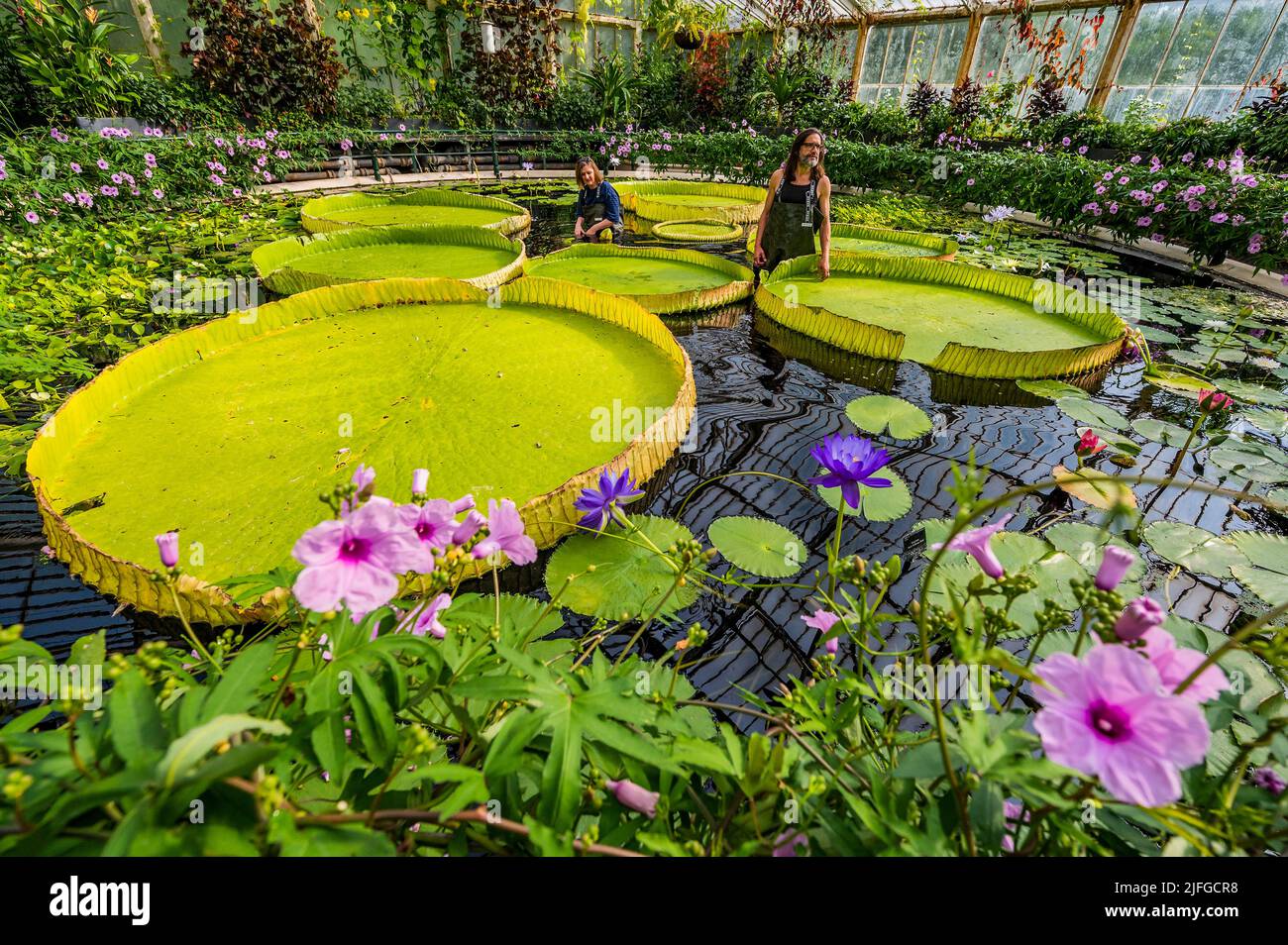 EMBARGOED till 05:00 BST Monday 4 July 2022 - London, UK. 3 Jul 2022. A giant waterlily grown in the Waterlilly House at Kew Gardens has been named, Victoria boliviana, new to science based on a paper, published today (04/07/22) in the journal Frontiers in Plant Science - condensing years of investigation, by a team headed by Kew's Carlos Magdalena (pictured), botanical artist Lucy Smith (pictured), and biodiversity genomics researcher Natalia Przelomska, alongside partners from the National Herbarium of Bolivia, Santa Cruz de La Sierra Botanic Garden and La Rinconada Gardens. Victoria bolivia Stock Photo