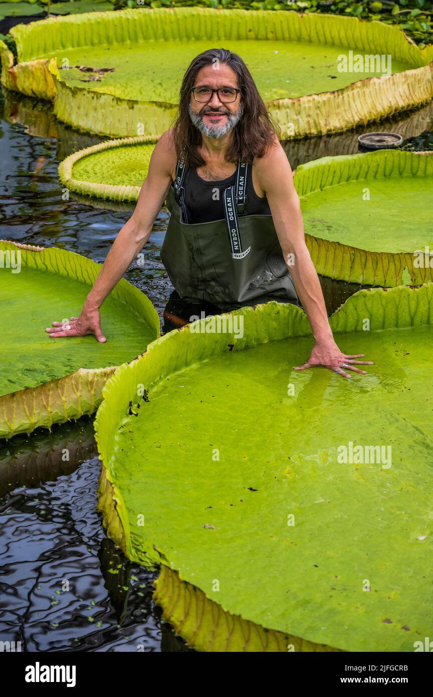 EMBARGOED till 05:00 BST Monday 4 July 2022 - London, UK. 3 Jul 2022. A giant waterlily grown in the Waterlilly House at Kew Gardens has been named, Victoria boliviana, new to science based on a paper, published today (04/07/22) in the journal Frontiers in Plant Science - condensing years of investigation, by a team headed by Kew's Carlos Magdalena (pictured), botanical artist Lucy Smith, and biodiversity genomics researcher Natalia Przelomska, alongside partners from the National Herbarium of Bolivia, Santa Cruz de La Sierra Botanic Garden and La Rinconada Gardens. Victoria boliviana, have be Stock Photo