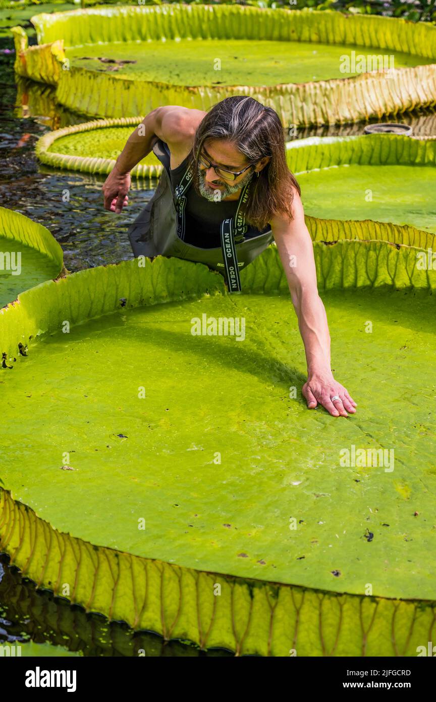 EMBARGOED till 05:00 BST Monday 4 July 2022 - London, UK. 3 Jul 2022. A giant waterlily grown in the Waterlilly House at Kew Gardens has been named, Victoria boliviana, new to science based on a paper, published today (04/07/22) in the journal Frontiers in Plant Science - condensing years of investigation, by a team headed by Kew's Carlos Magdalena, botanical artist Lucy Smith, and biodiversity genomics researcher Natalia Przelomska, alongside partners from the National Herbarium of Bolivia, Santa Cruz de La Sierra Botanic Garden and La Rinconada Gardens. Victoria boliviana, have been sitting Stock Photo
