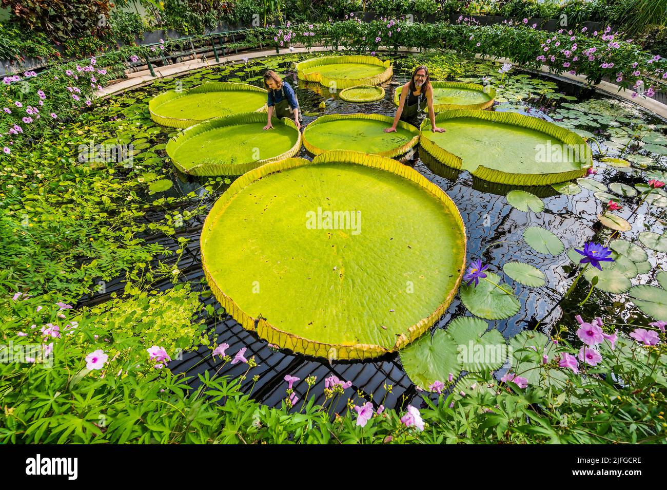 EMBARGOED till 05:00 BST Monday 4 July 2022 - London, UK. 3 Jul 2022. A giant waterlily grown in the Waterlilly House at Kew Gardens has been named, Victoria boliviana, new to science based on a paper, published today (04/07/22) in the journal Frontiers in Plant Science - condensing years of investigation, by a team headed by Kew's Carlos Magdalena (pictured), botanical artist Lucy Smith (pictured), and biodiversity genomics researcher Natalia Przelomska, alongside partners from the National Herbarium of Bolivia, Santa Cruz de La Sierra Botanic Garden and La Rinconada Gardens. Victoria bolivia Stock Photo