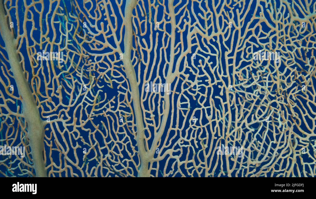 Details of the soft coral Giant Gorgonian or Sea fan (Subergorgia mollis). Close-up of coral. Red sea, Egypt Stock Photo