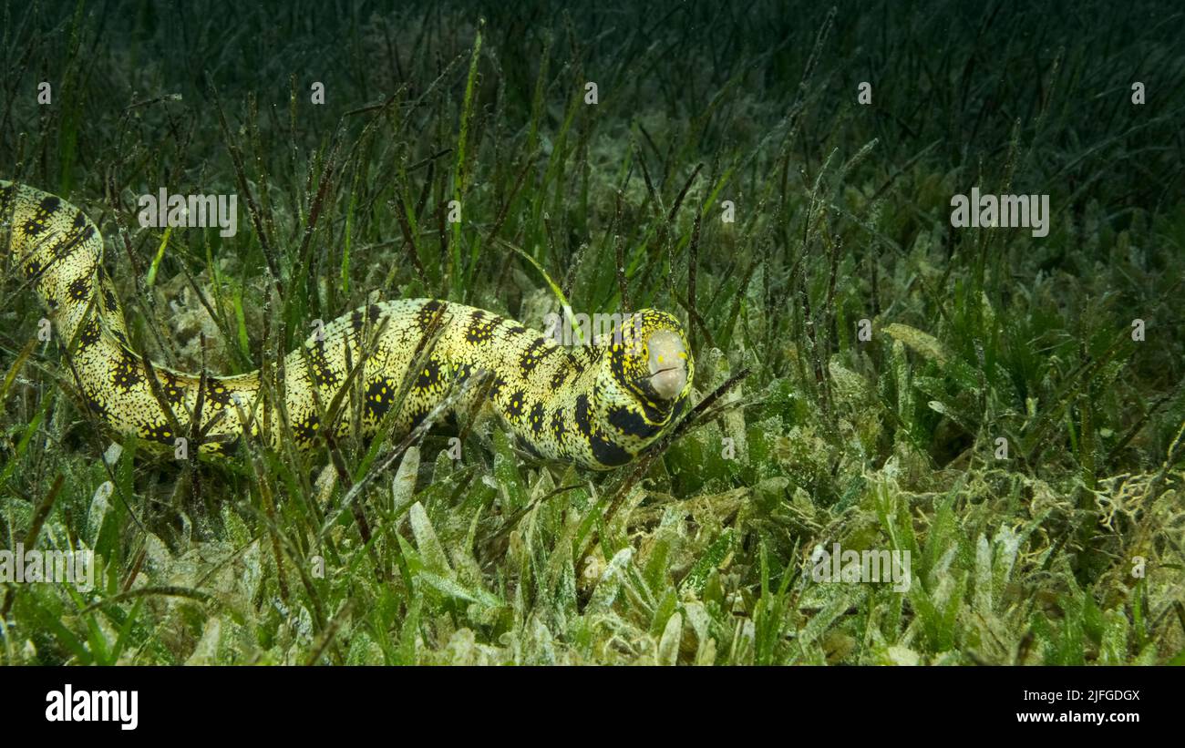 Close-up of Moray slowly swims in green seagrass. Snowflake moray or Starry moray ell (Echidna nebulosa) on Seagrass Zostera. Red sea, Egypt Stock Photo