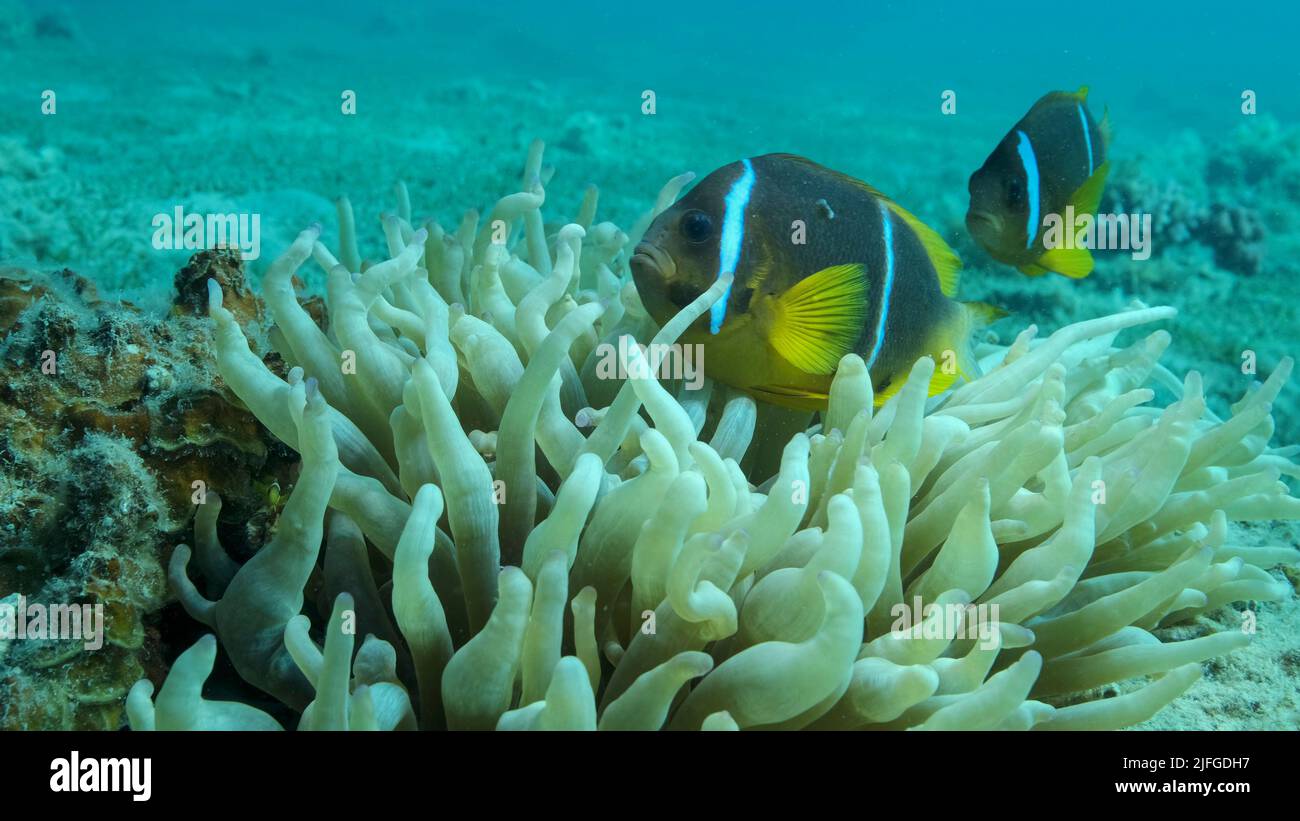 Pair Clownfish with baby and school of Damsel fish swims on Anemone. Red Sea Anemonefish (Amphiprion bicinctus) and Domino Damsel fishes (Dascyllus tr Stock Photo