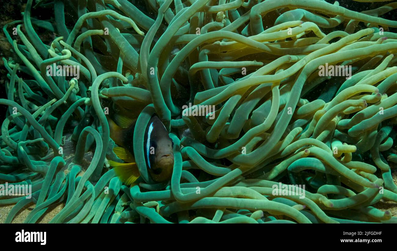 Close-up of Clownfish in fluorescent anemone. Red Sea Anemonefish or Threebanded Anemonefish (Amphiprion bicinctus). Red sea, Egypt Stock Photo