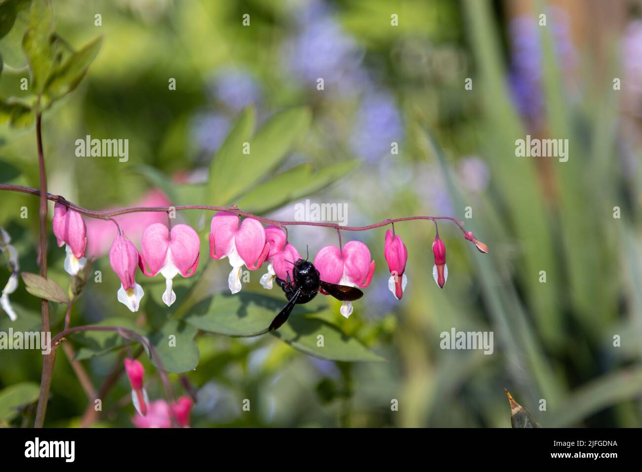 A big blue wood bee searches for pollen on a heart flower,Lamprocapnos spectabilis. Stock Photo
