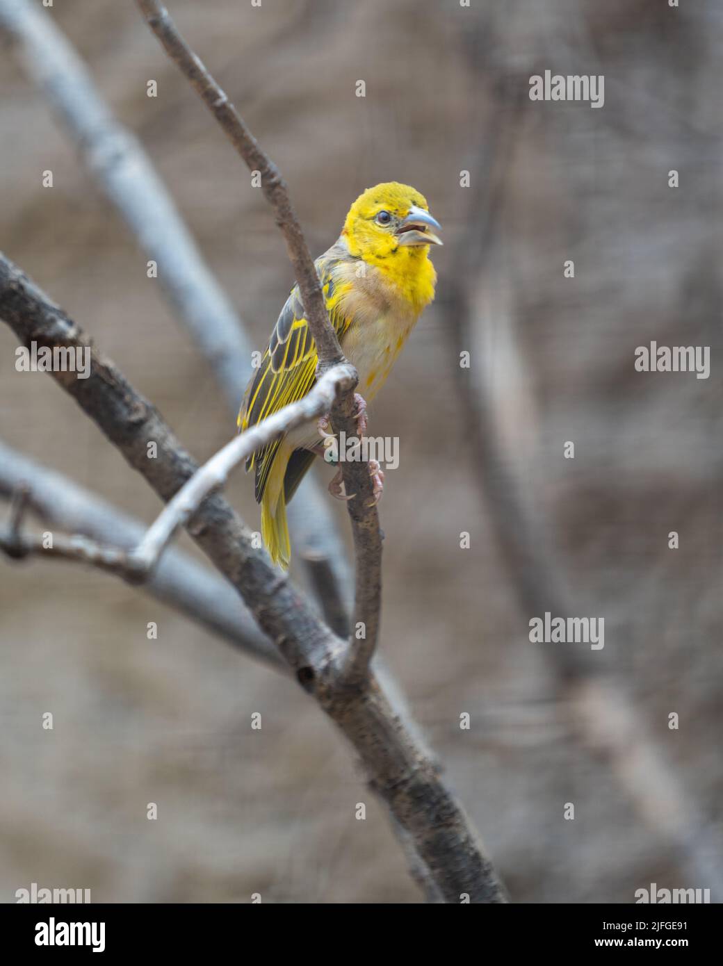 A vertical shot of a yellow Budgie sitting on a tree branch Stock Photo