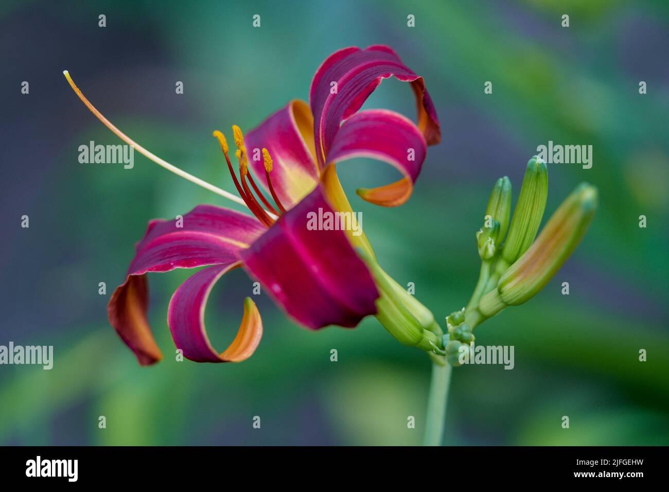 Colorfull day lily flower close up Hemerocallis Stock Photo