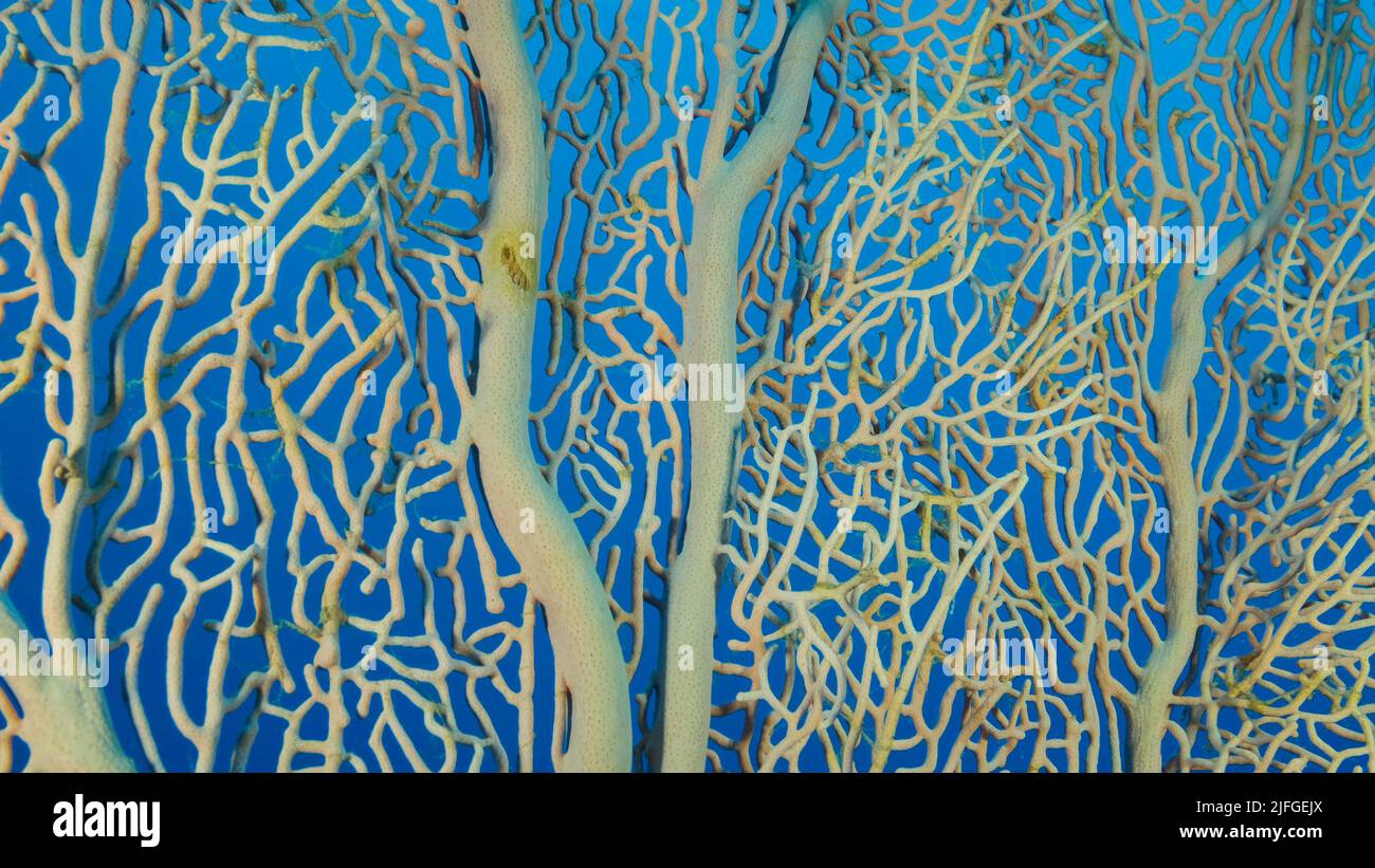 Details of the soft coral Giant Gorgonian or Sea fan (Subergorgia mollis). Close-up of coral. Red sea, Egypt Stock Photo