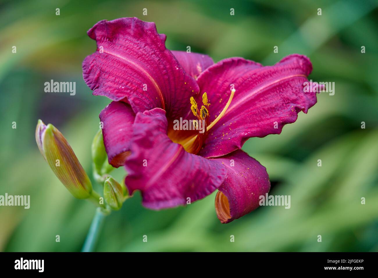 Colorfull day lily flower close up Hemerocallis Stock Photo