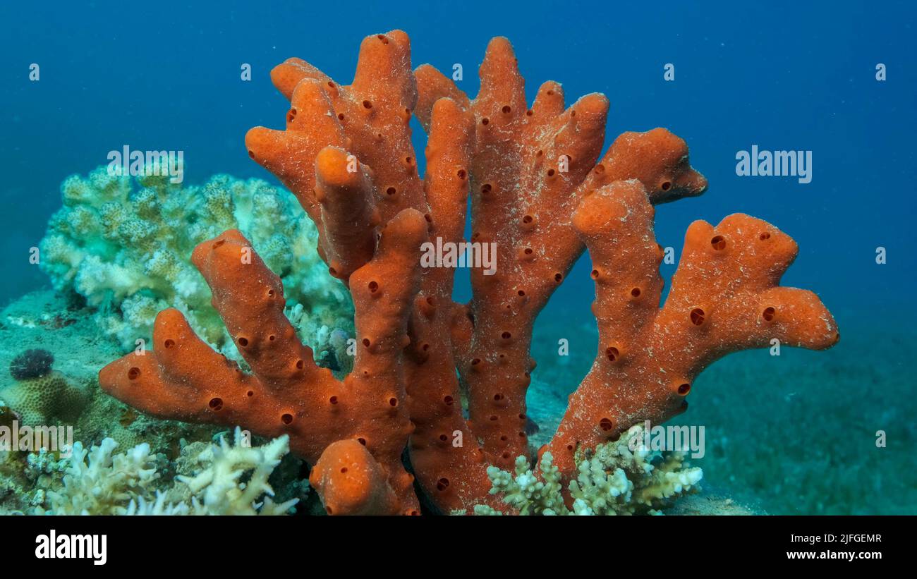 Closeup of the Red Toxic Fingersponge (Negombata magnifica