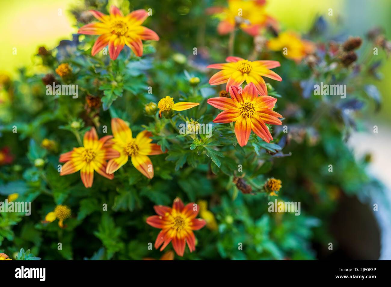 group of Campfire Flame Bidens in a flower pot on the patio Stock Photo
