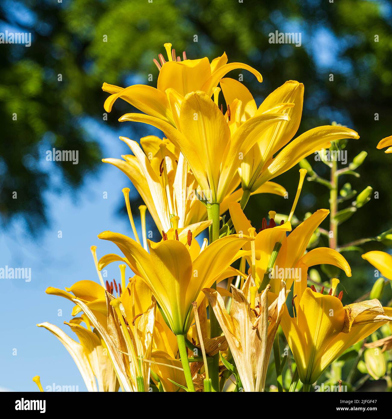 large cluster of yellow lilies in the back garden Stock Photo
