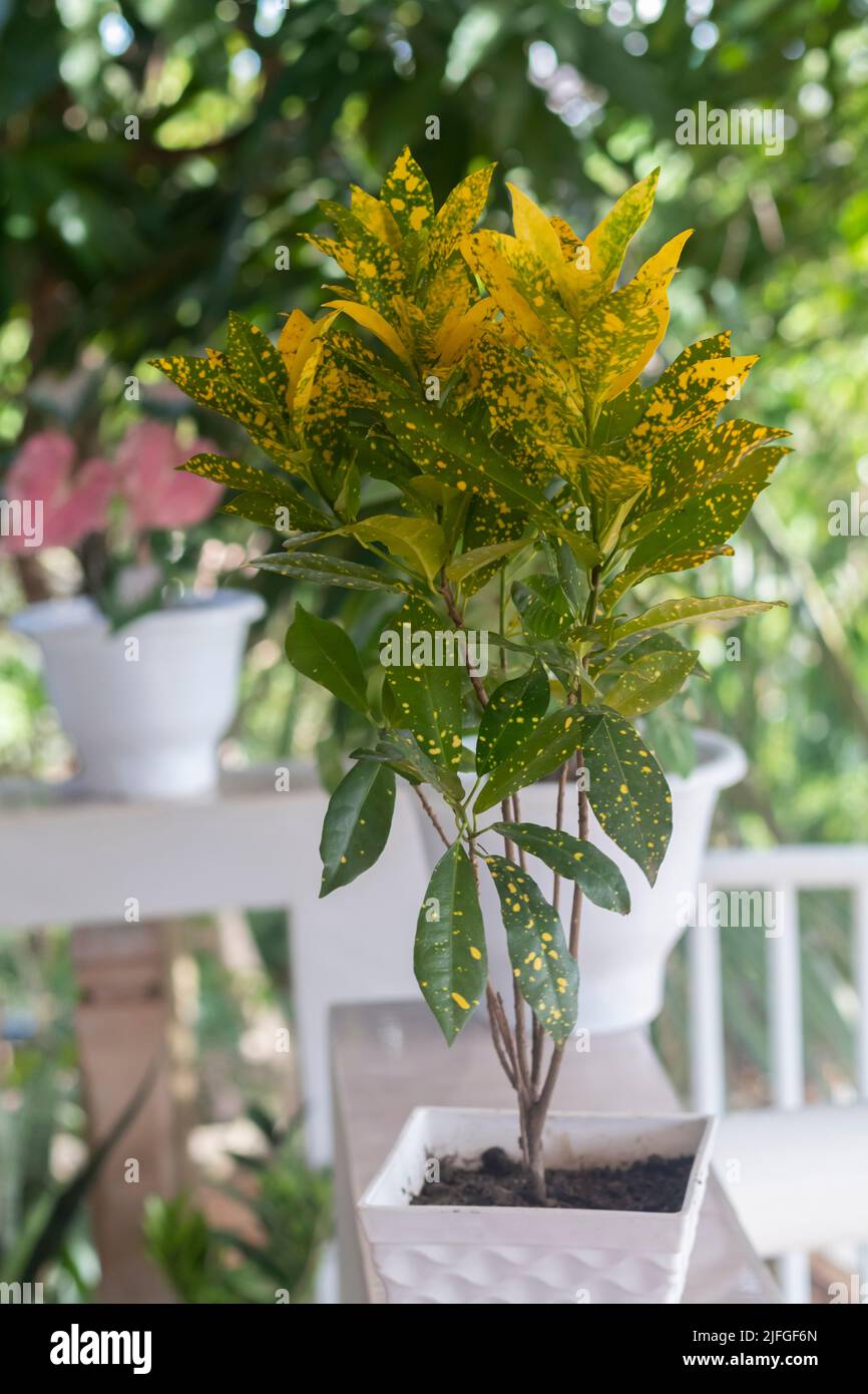 Tropical ornamental plants growing on the balcony. Gold Star Croton